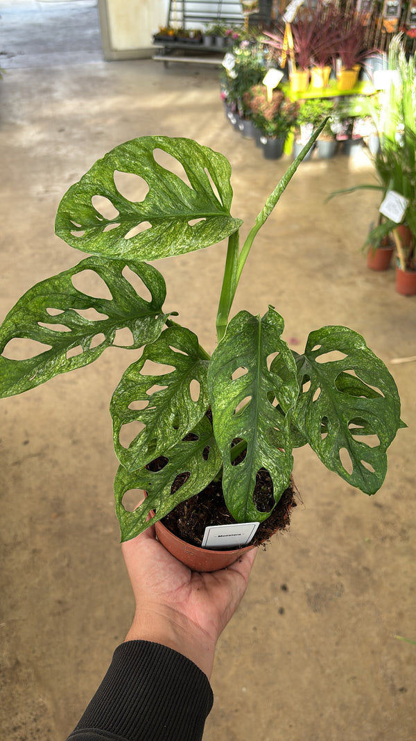 Monstera adansonii ‘Mint’ – Pot 12 cm