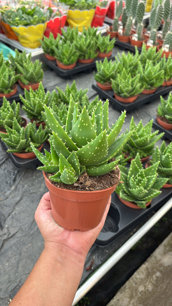 Aloe perfoliata pot 12cm
