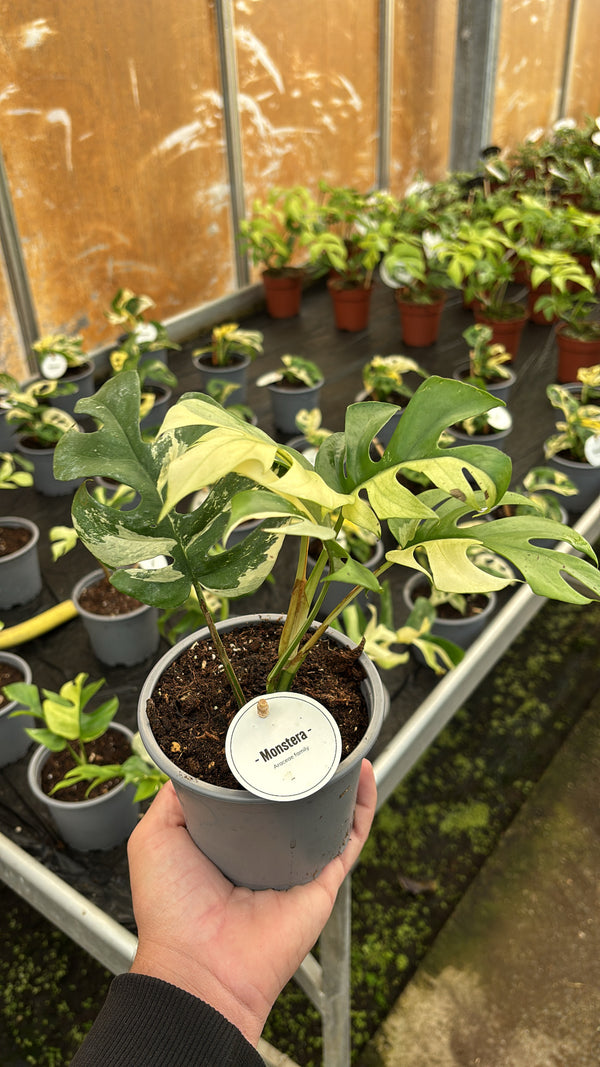 Rhaphidophora Tetrasperma Variegata – Pot 12 cm
