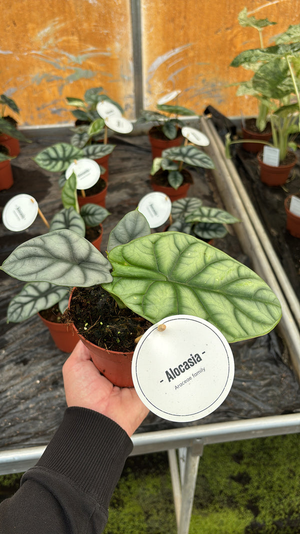 Alocasia silver dragon pot 12cm