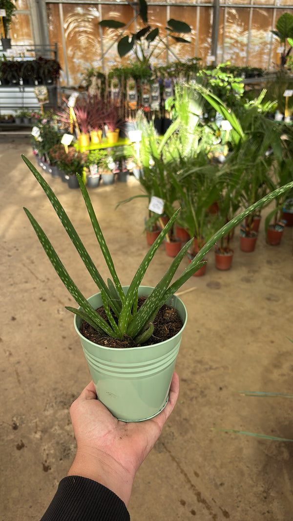 Aloe vera – Pot avec cache-pot