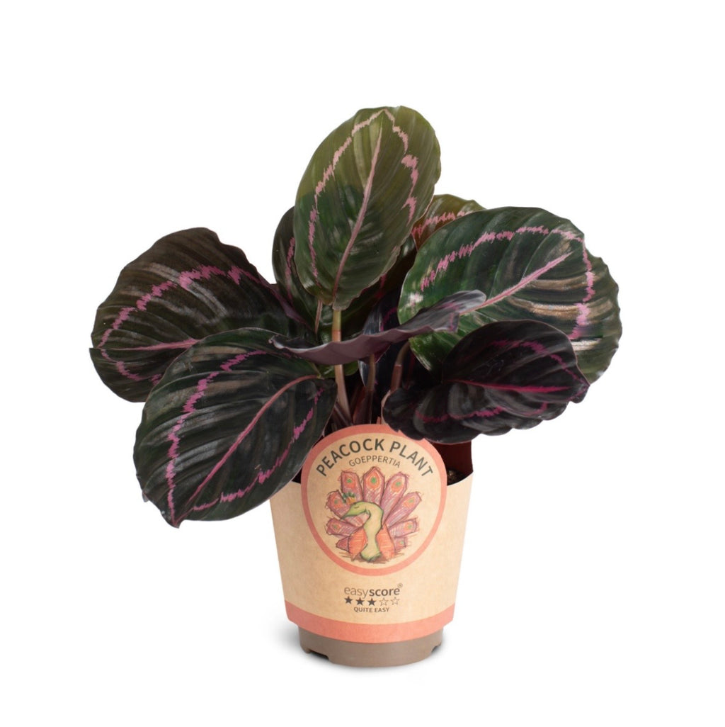 Calathea ‘Dottie’ – Pot 11 cm 🌿💗