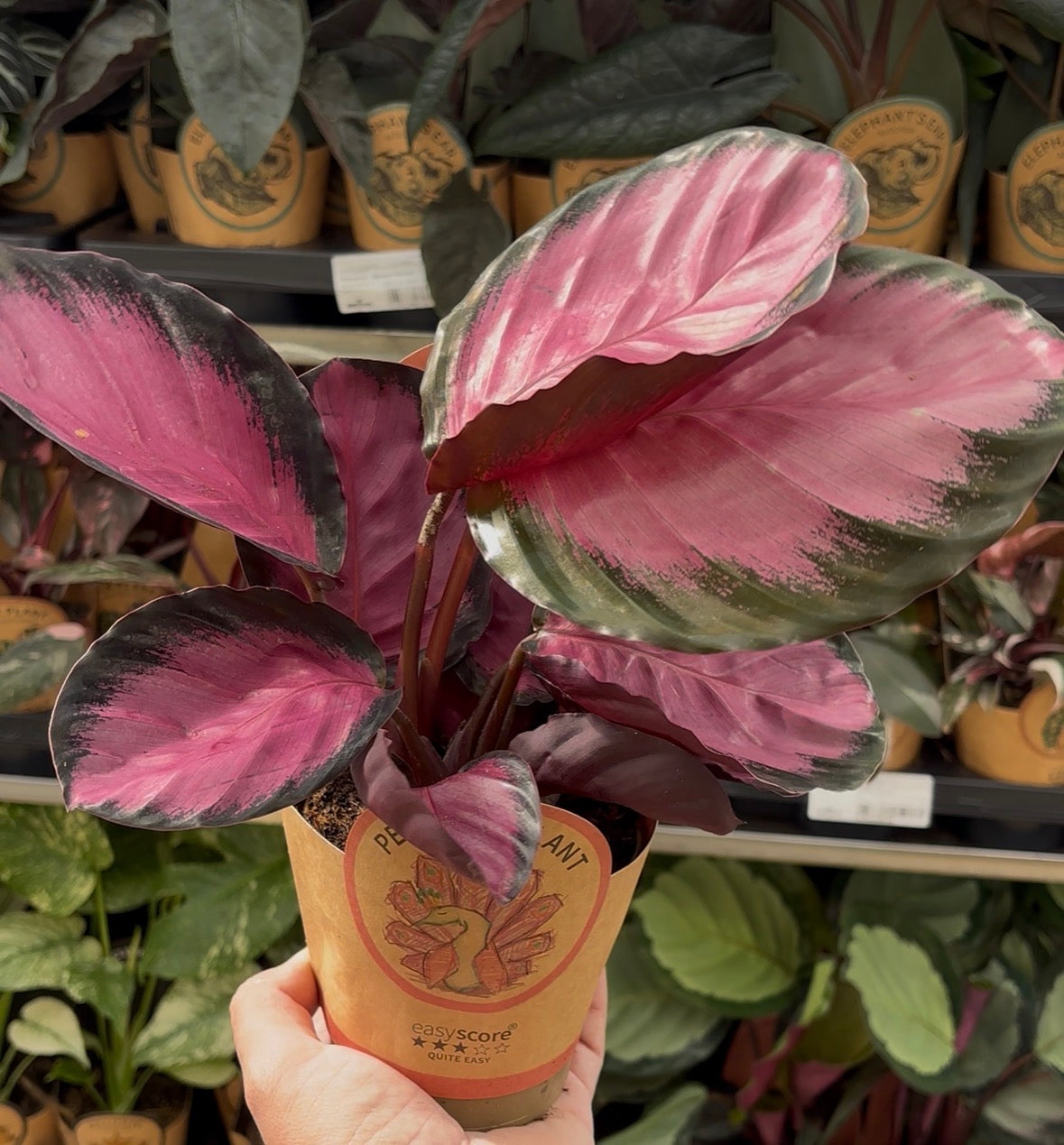 Calathea ‘Rosey’ – Pot 11 cm 🌿💗