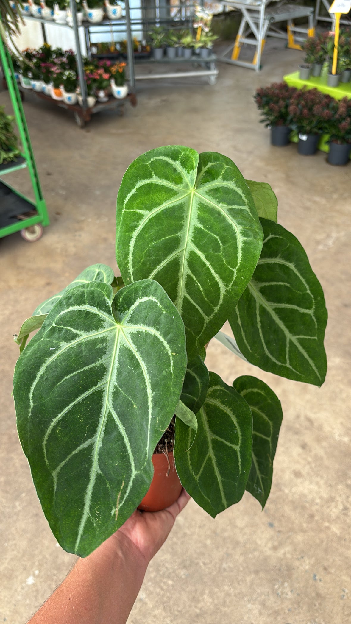 Anthurium Magnificum Pot 12 cm