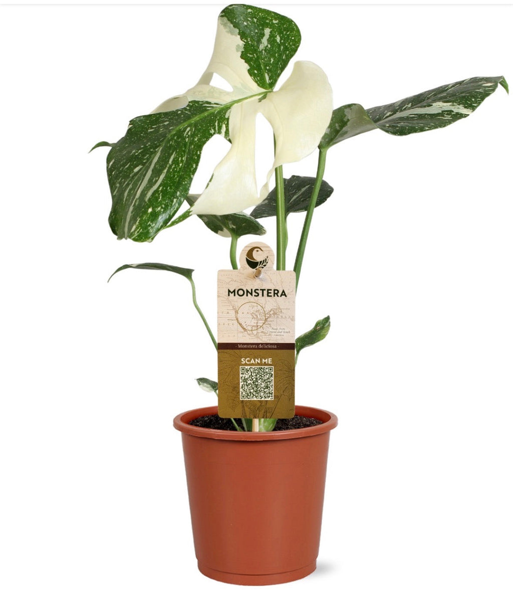 Monstera deliciosa ‘Variegata’ – Pot 13 cm 🌿🤍