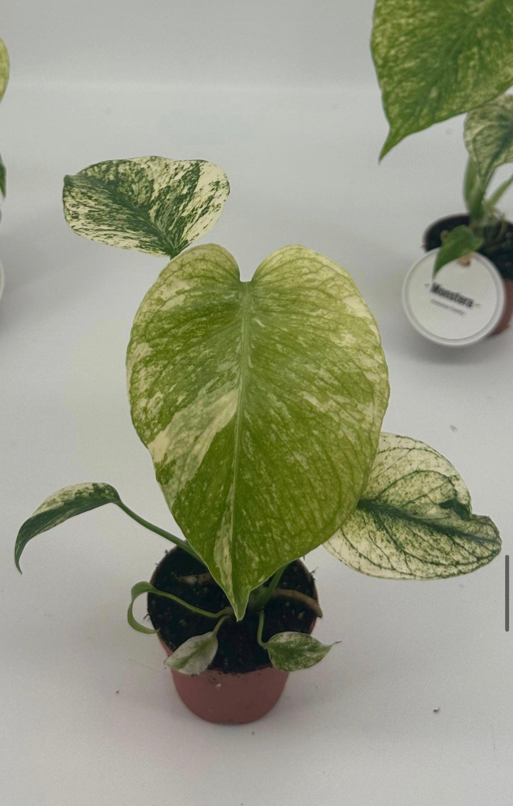 Monstera deliciosa ‘Mint’ – Pot 6 cm 🌿✨