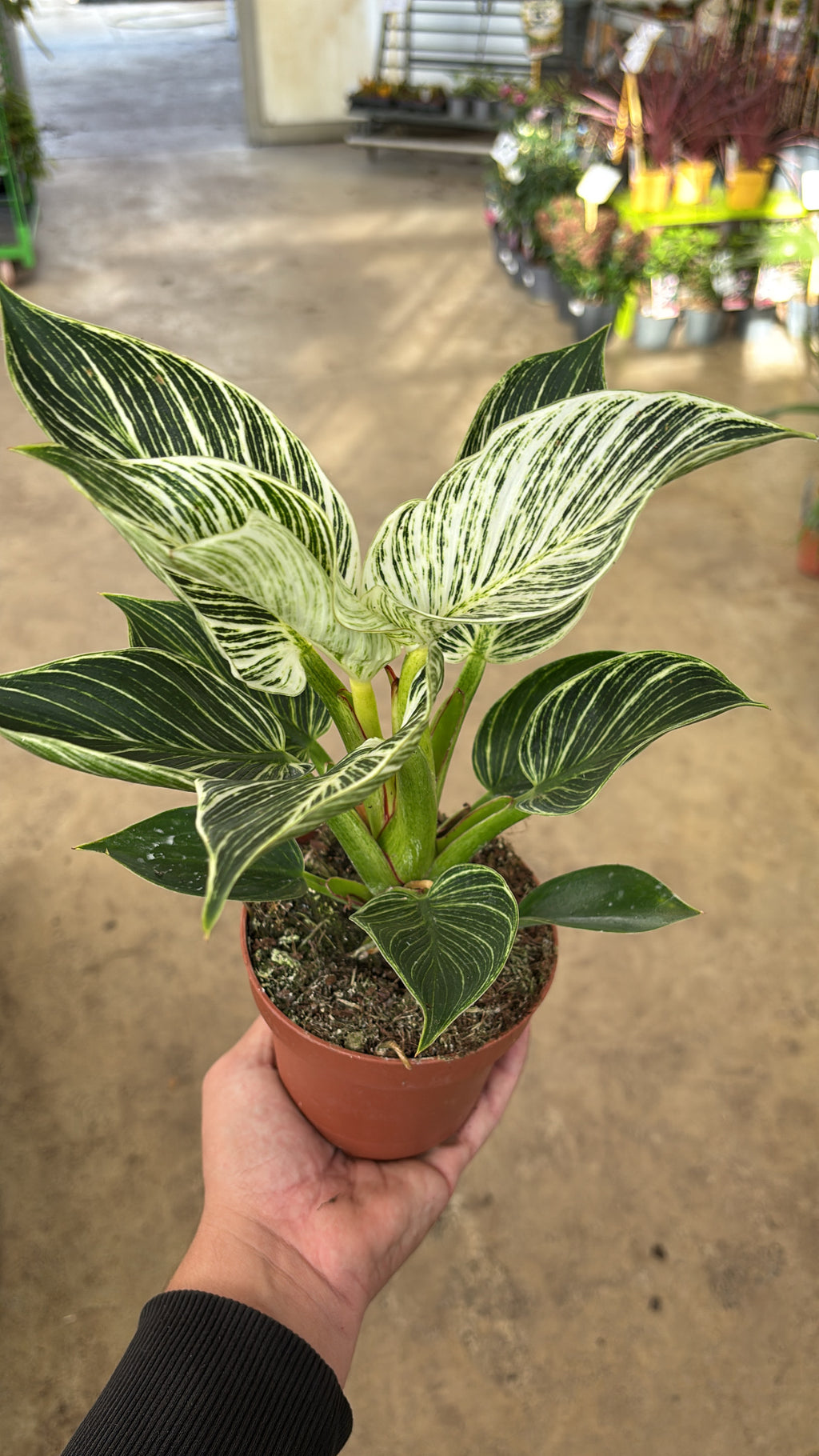 Philodendron ‘Birkin’ – Pot 12 cm