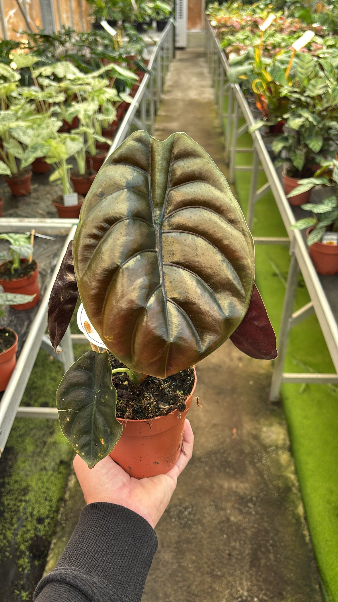 Alocasia Red Secret pot 12cm