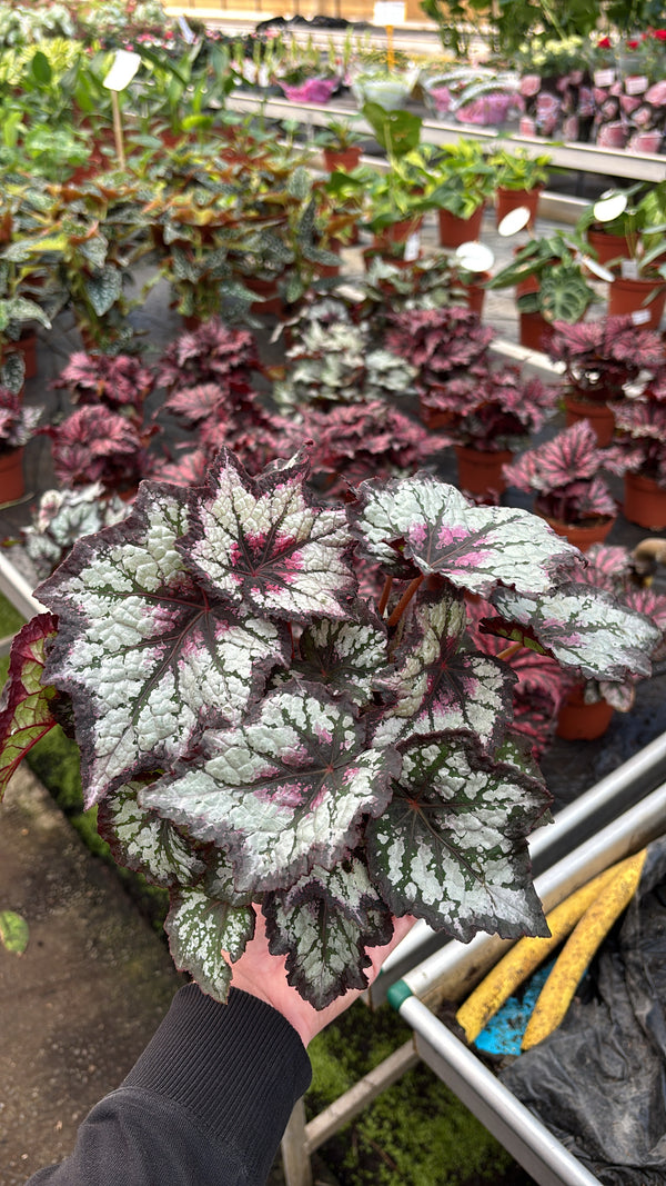 Begonia Rex – Pot 12 cm