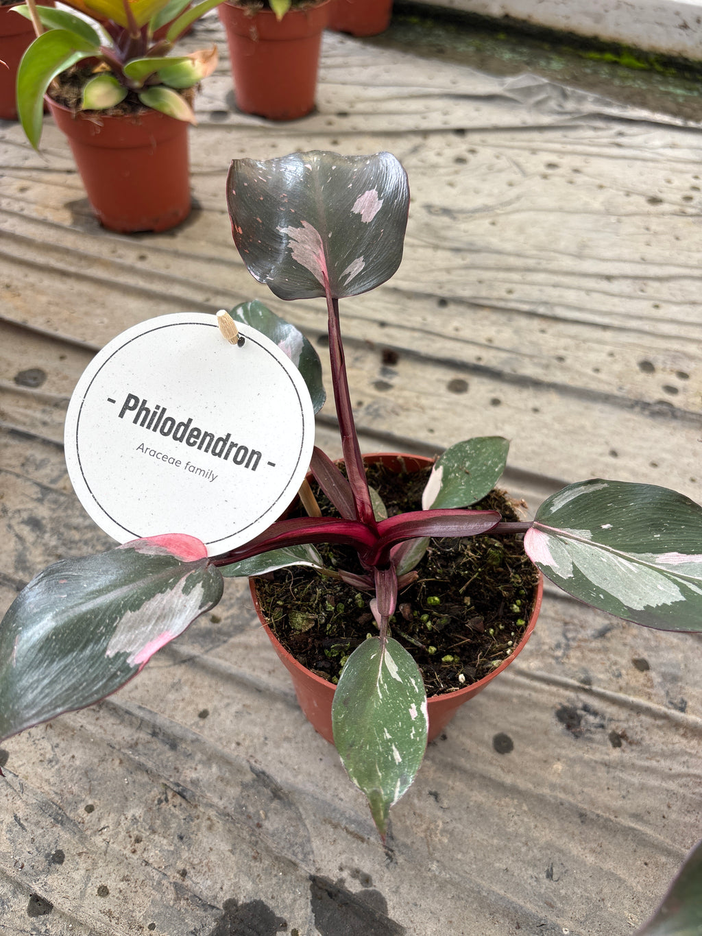 Philodendron Pink Princess – Pot 12 cm