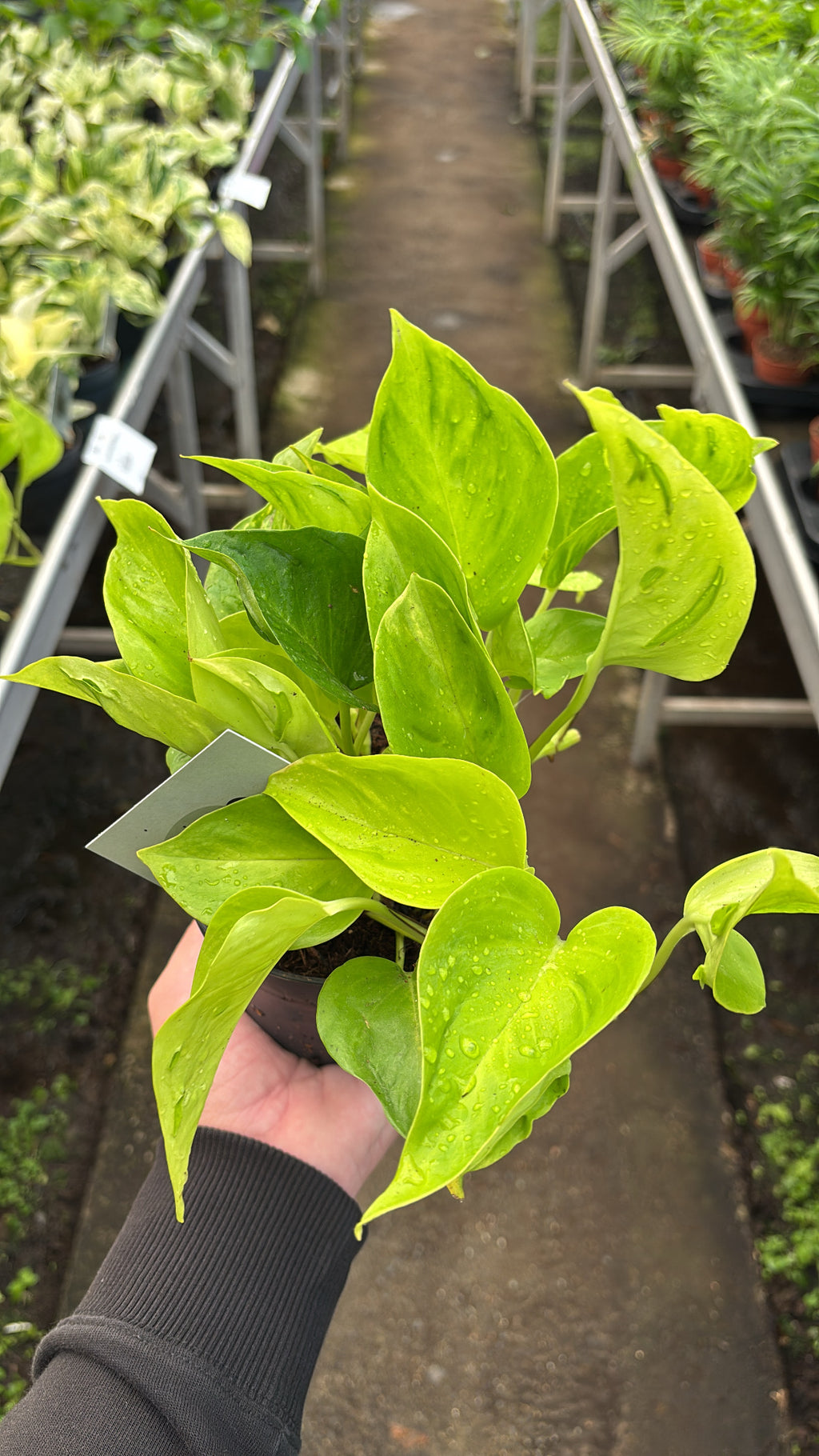 Epipremnum ‘Champs-Élysées’ pot 12cm