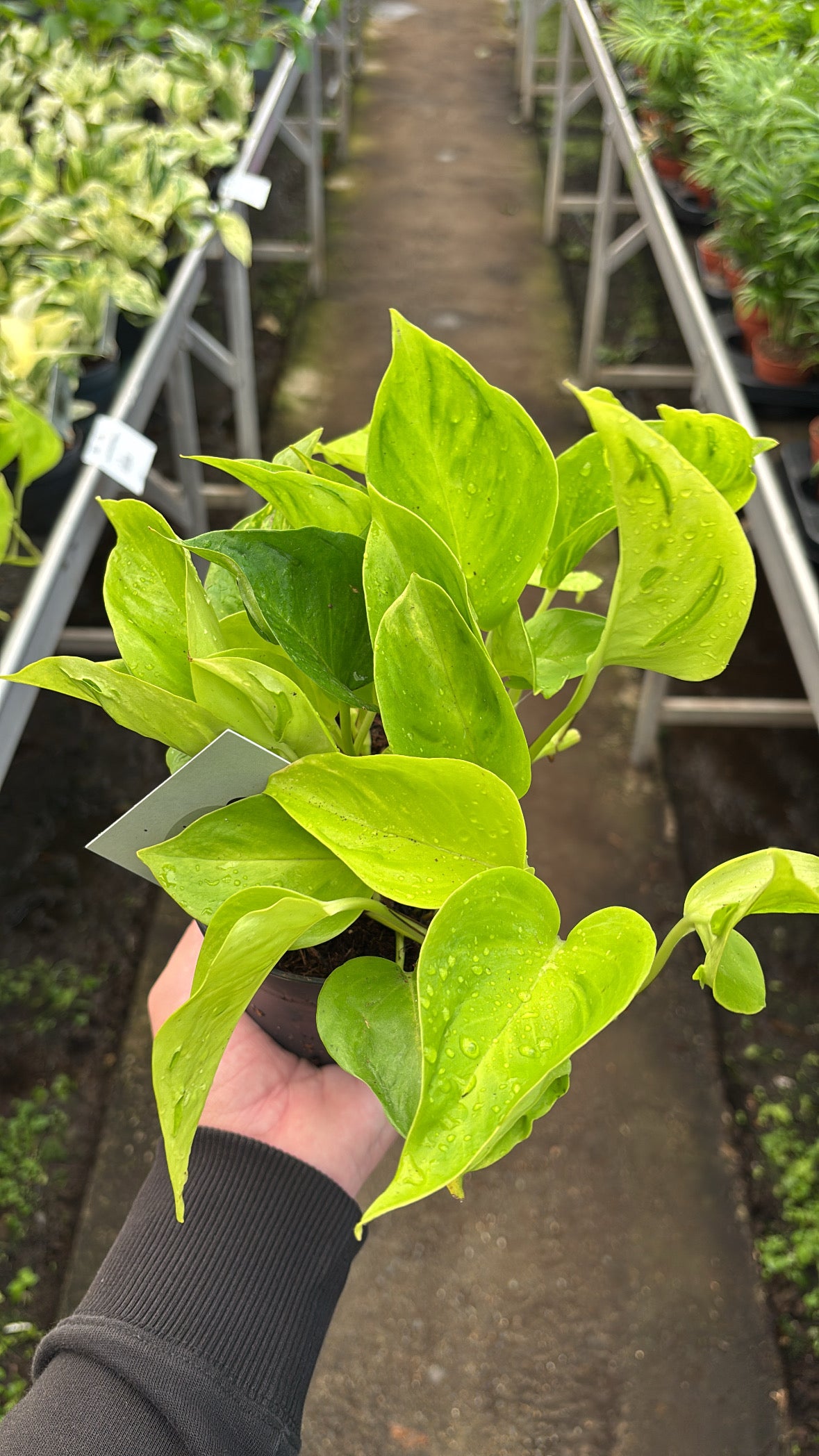 Epipremnum ‘Champs-Élysées’ pot 12cm
