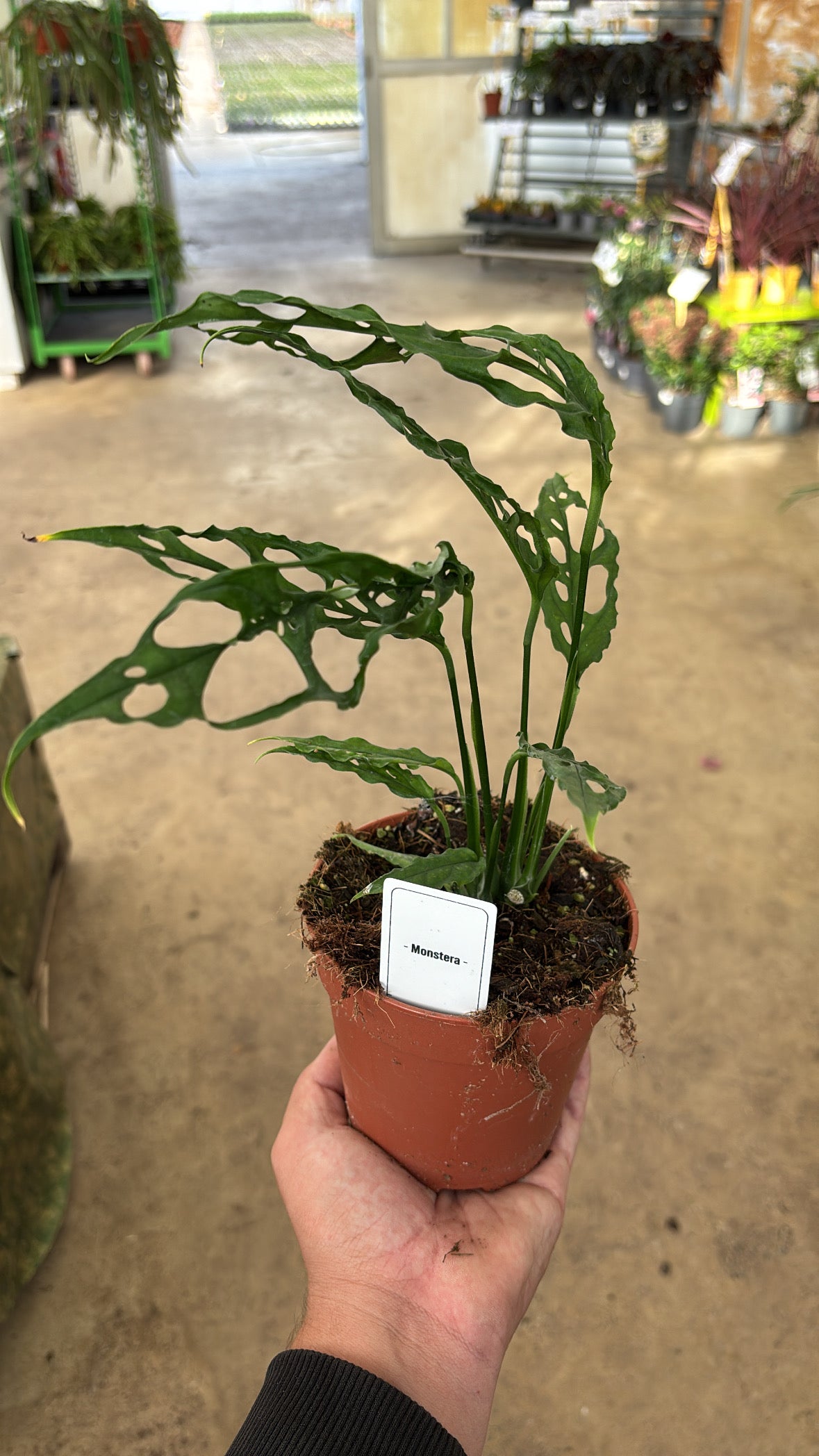 Monstera obliqua ‘Peru’ – Pot 12 cm