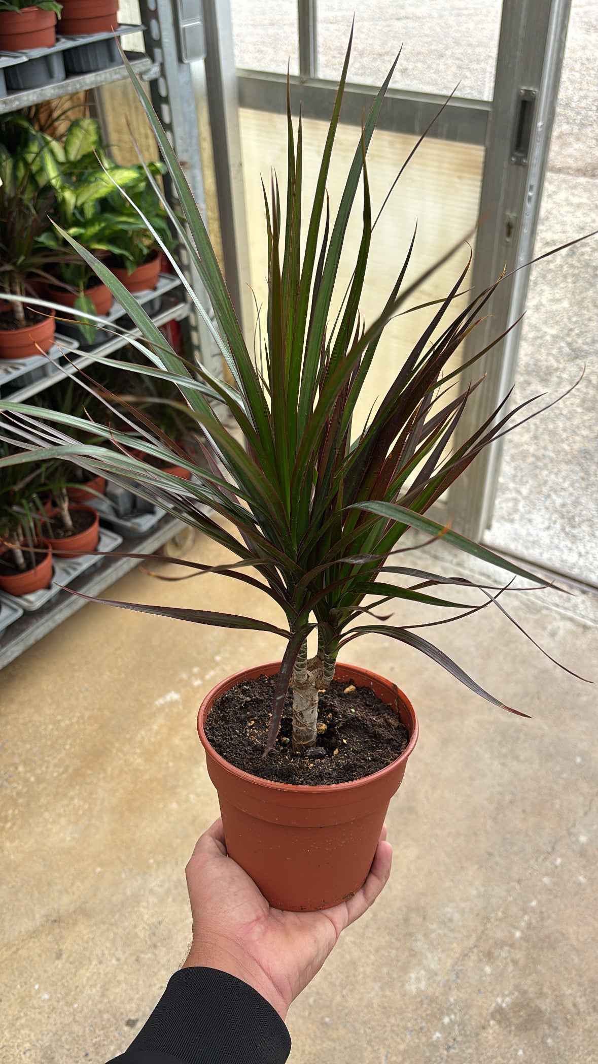 Dracaena marginata – Pot 14 cm