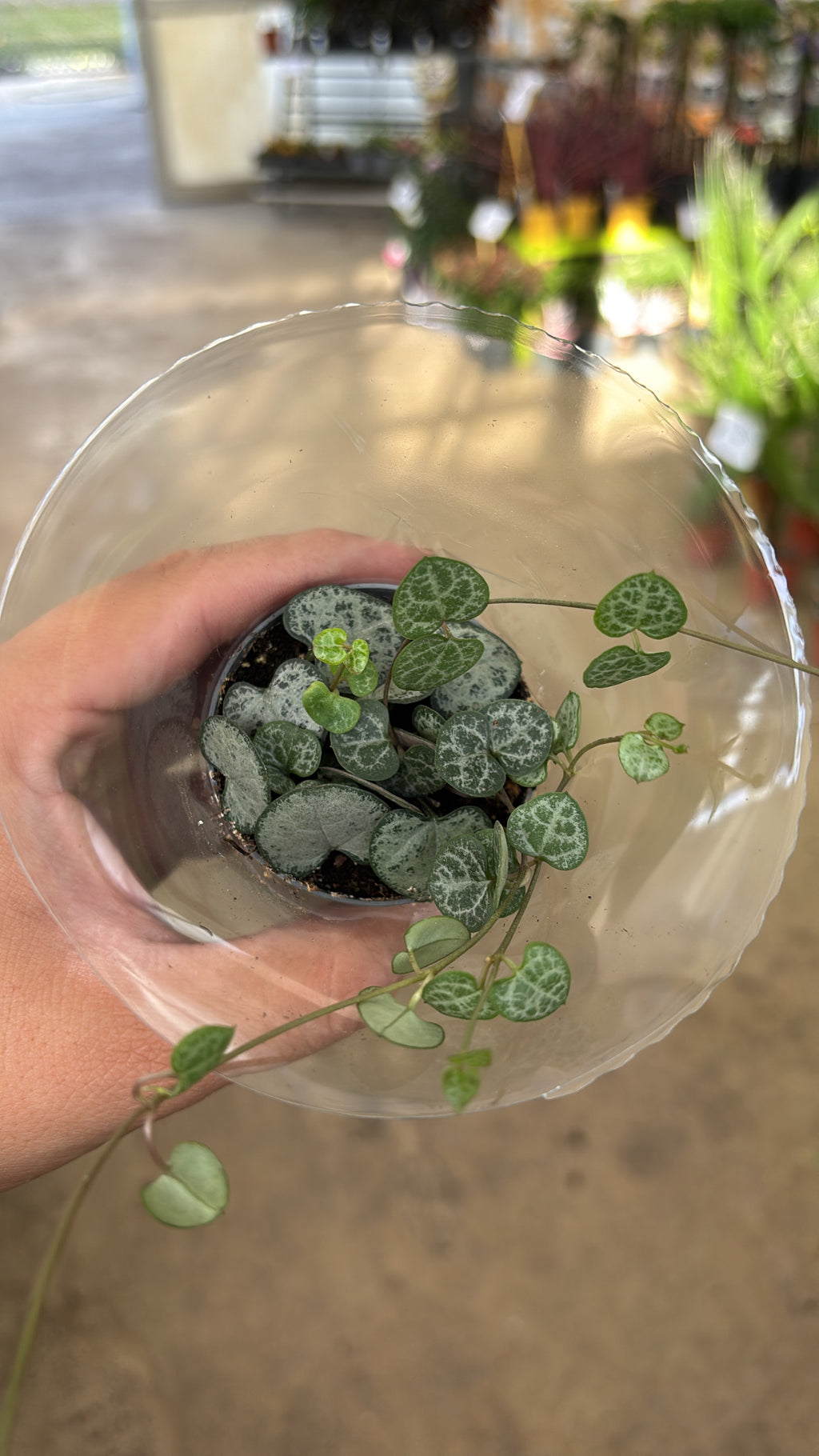Ceropegia woodii – Chaîne de cœurs – Pot 6 cm