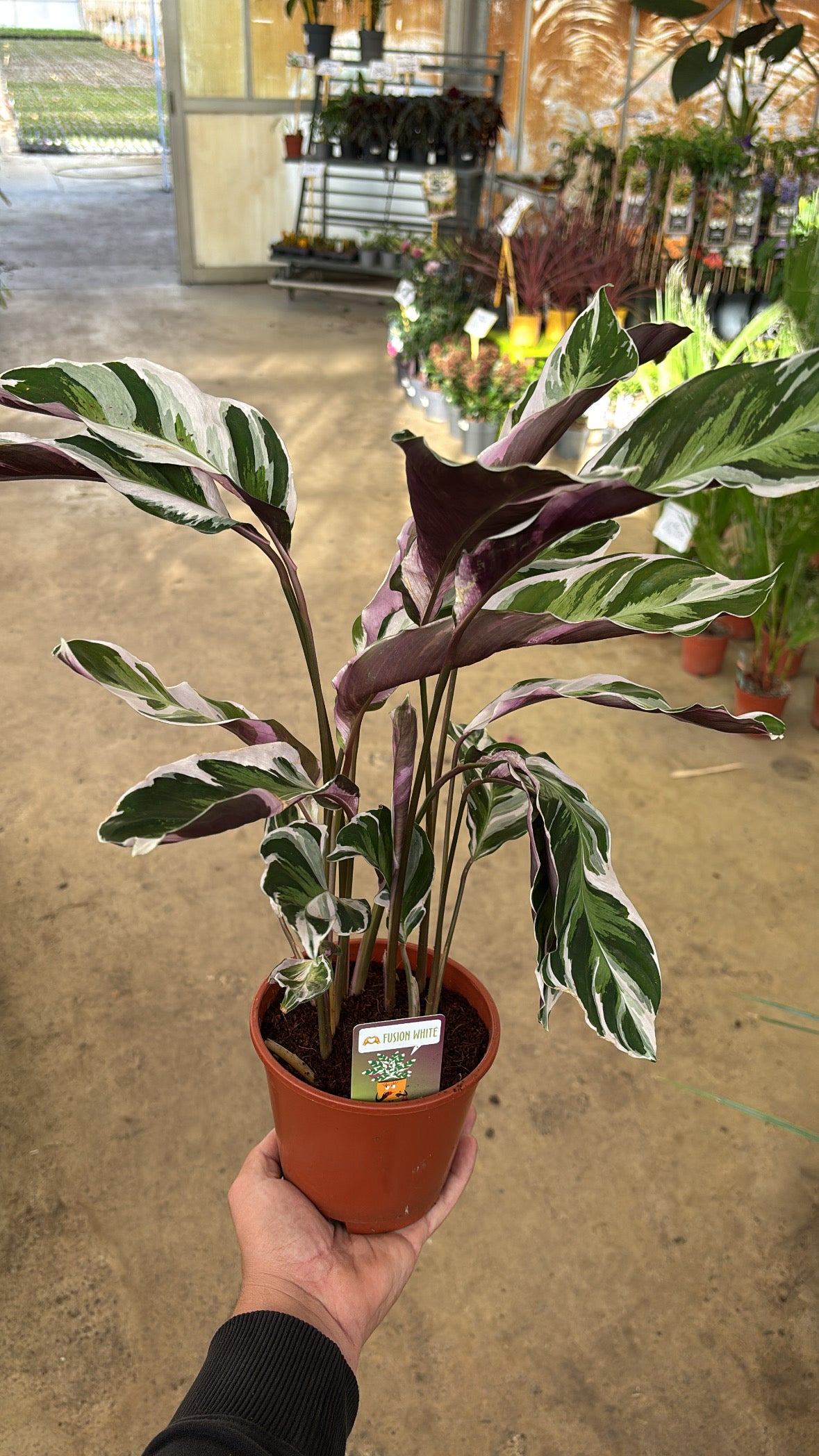 Calathea ‘Fusion White’ – Pot 14 cm