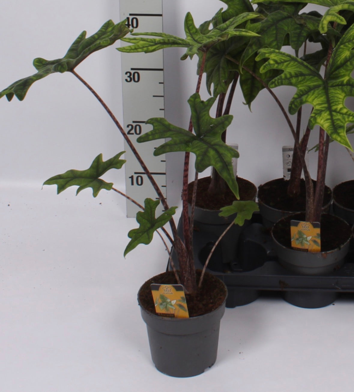 Alocasia Jacklyn – Pot 14 cm 🌿