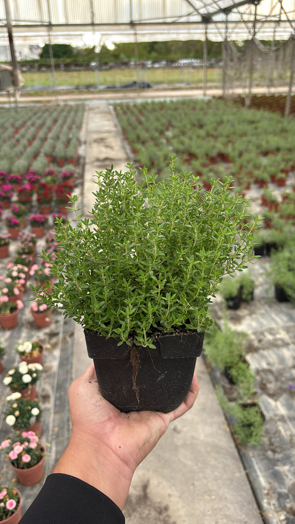 Thym commun – Pot 1 L