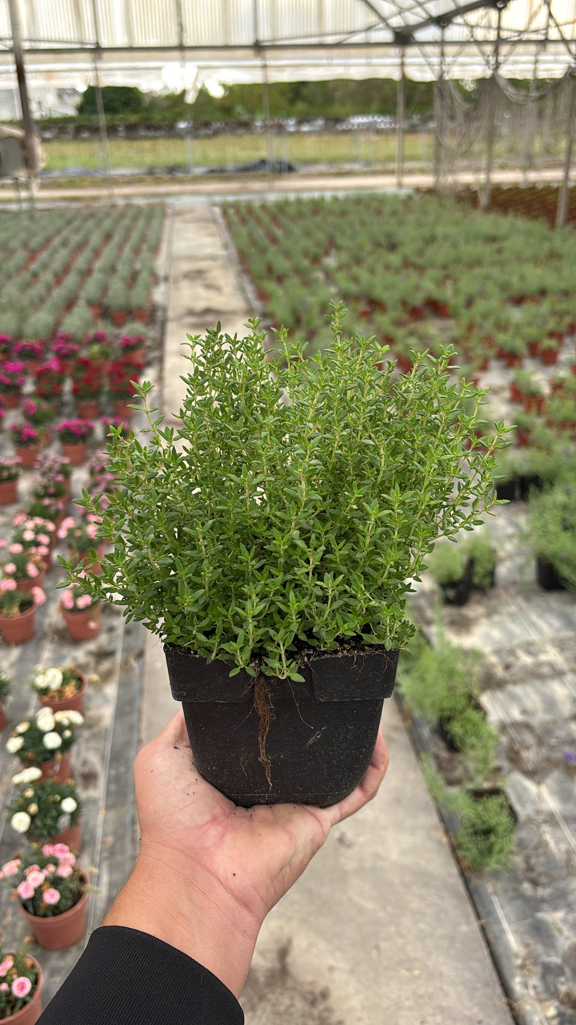 Thym commun – Pot 1 L