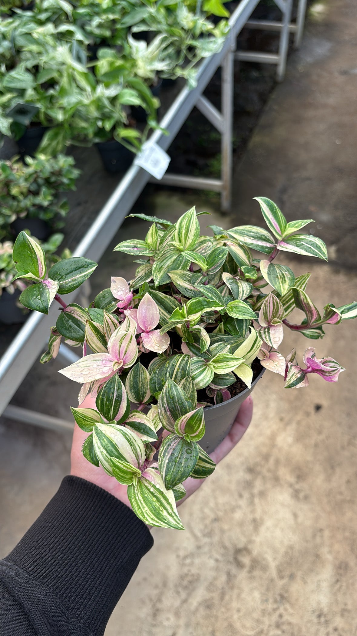 Tradescantia Quadricolor – Pot 12 cm