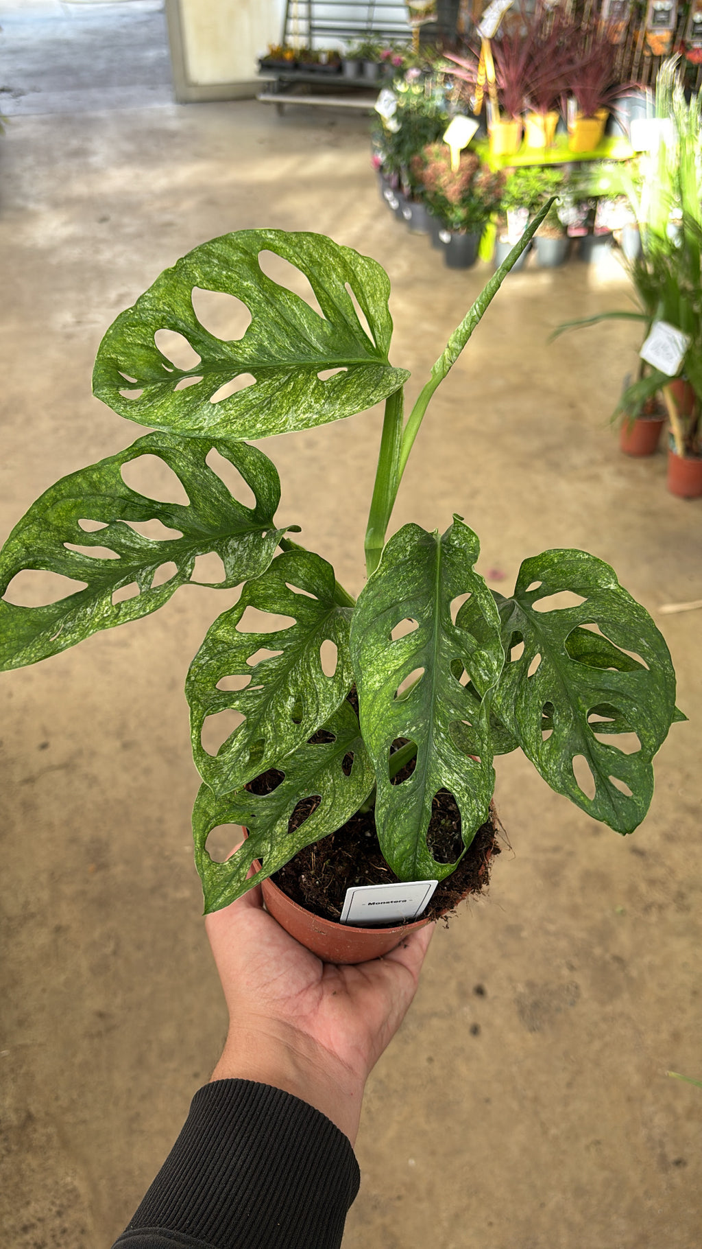 Monstera adansonii ‘Mint’ – Pot 12 cm