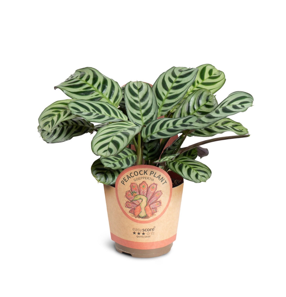 🌿 Ctenanthe Burle-Marxii
