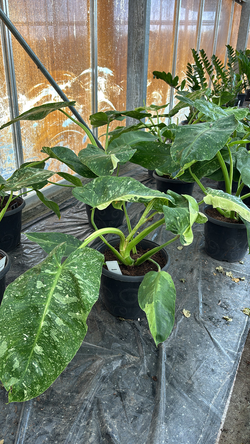 Philodendron José Buono – Pot 17 cm 🌿
