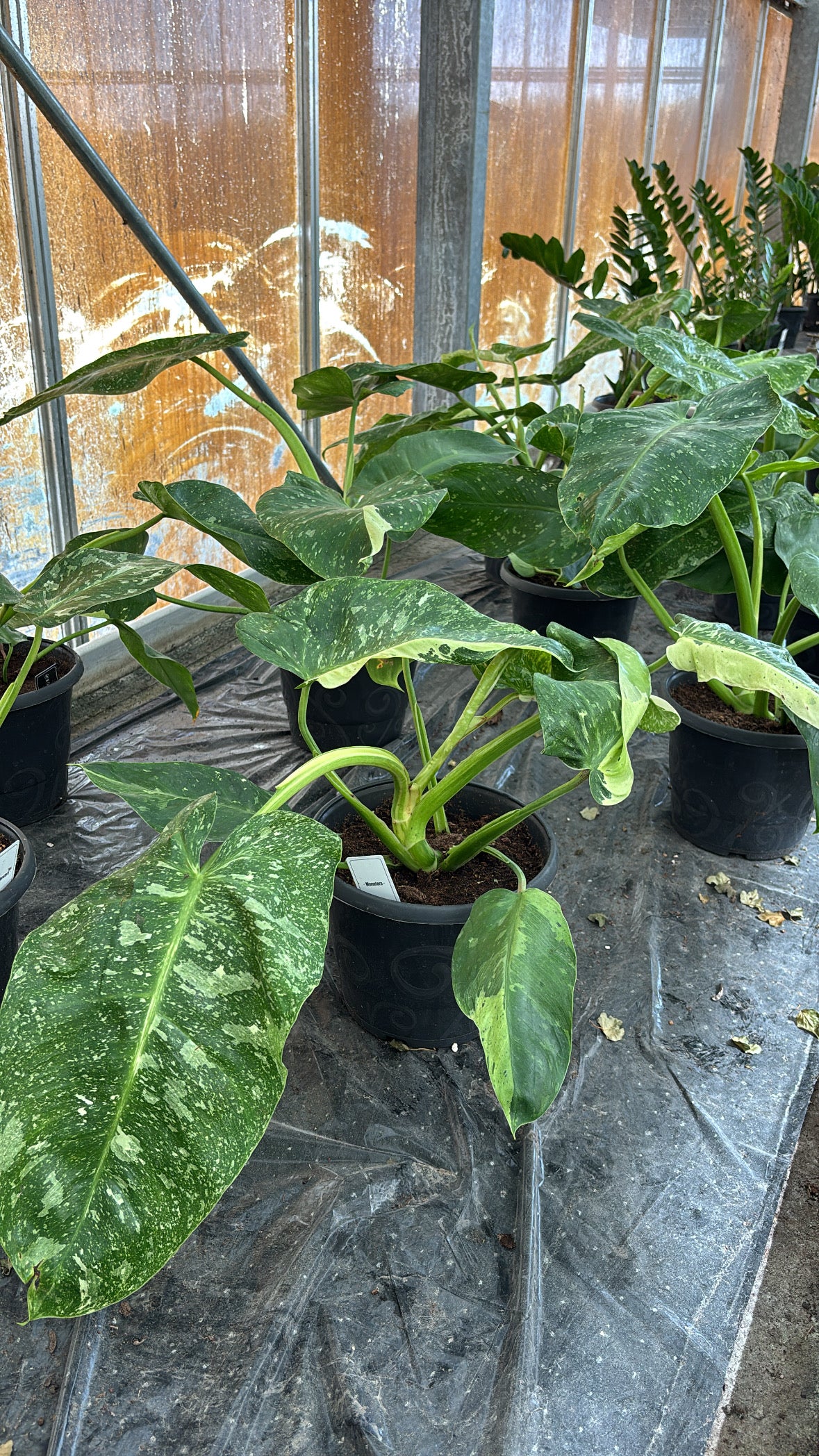Philodendron José Buono – Pot 17 cm 🌿