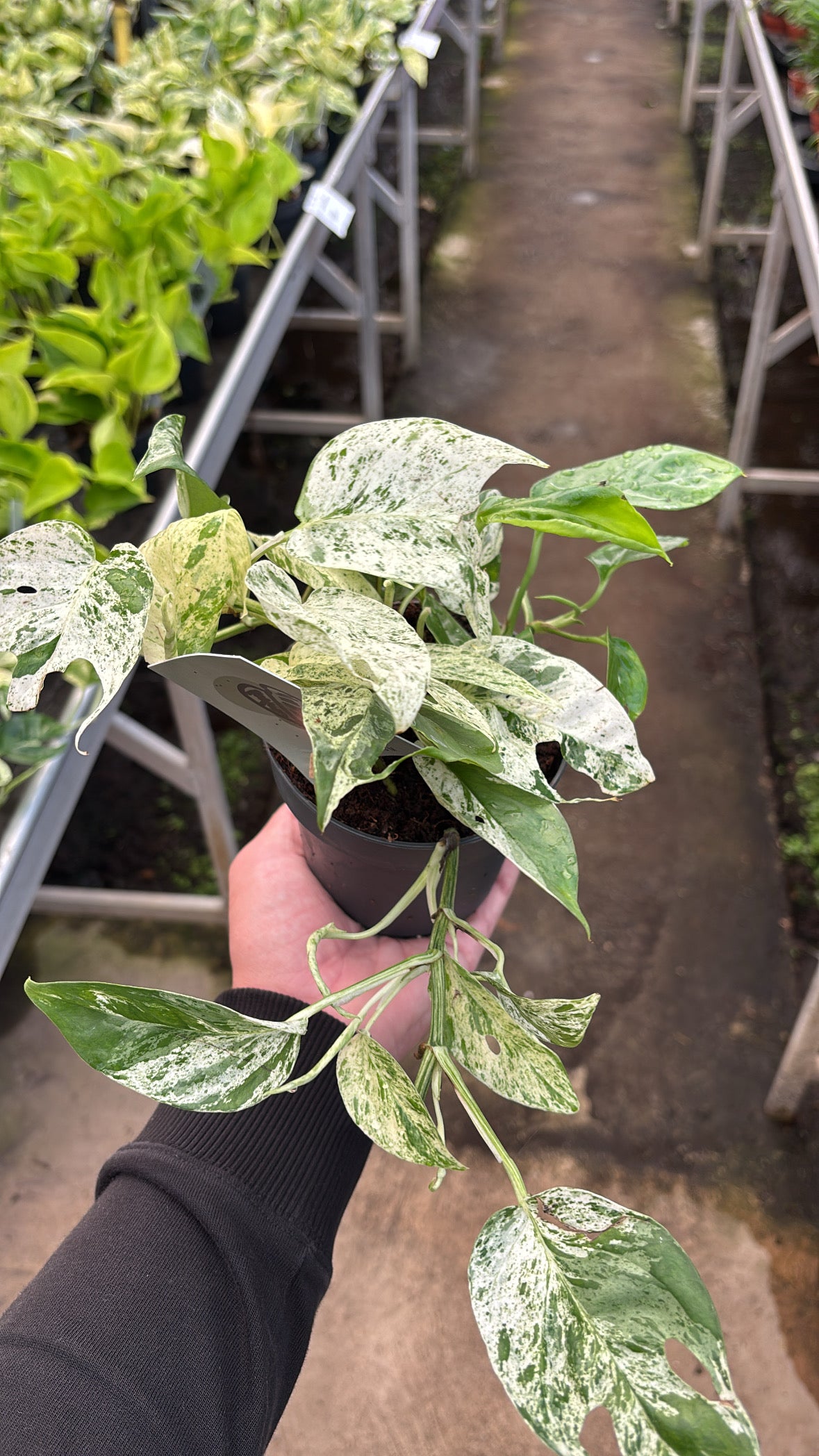 Epipremnum ‘Marble Variegata’ – Pot 12 cm