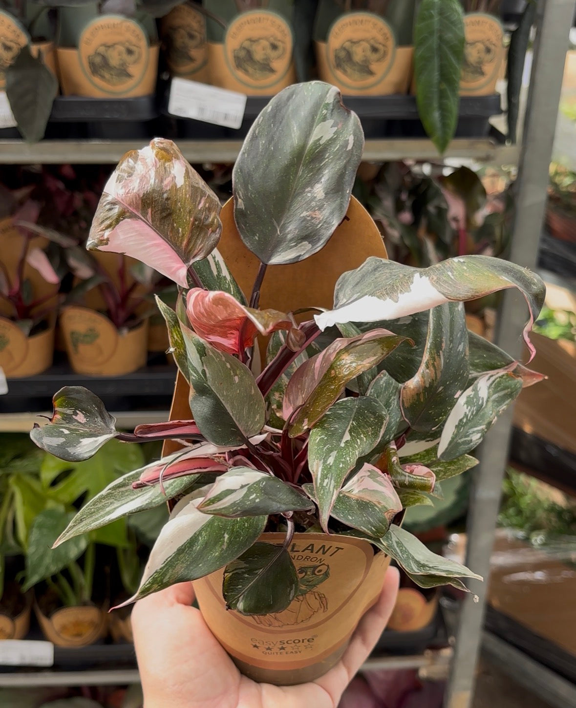 Philodendron ‘Red Anderson’ – Pot 11 cm 🌿💗