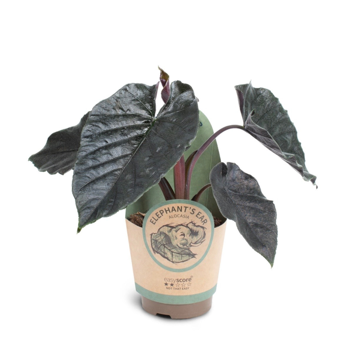 Alocasia ‘Antoro Velvet’ – Pot 11 cm 🌿🖤