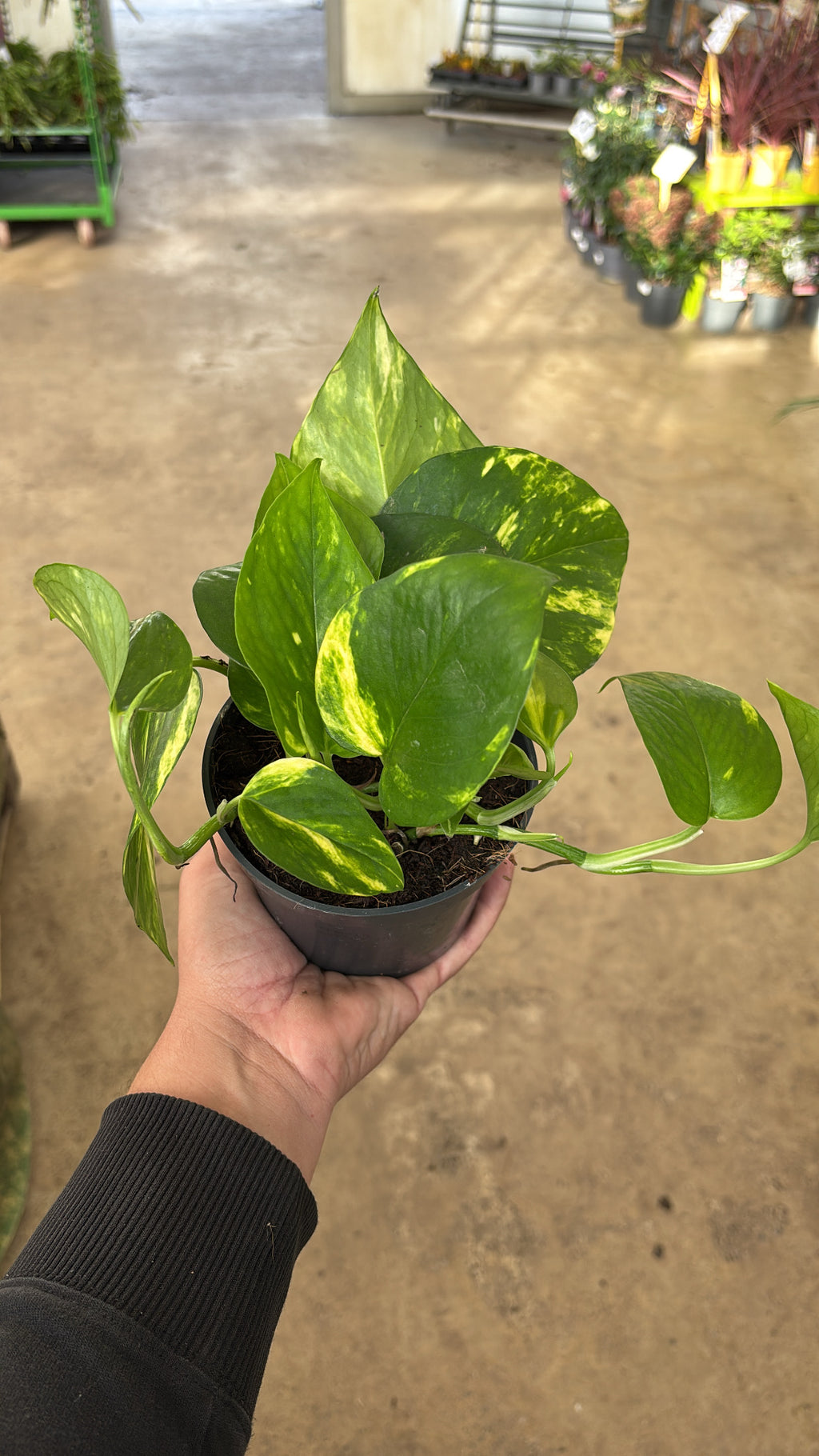 Epipremnum aureum – Pothos doré – Pot 12 cm