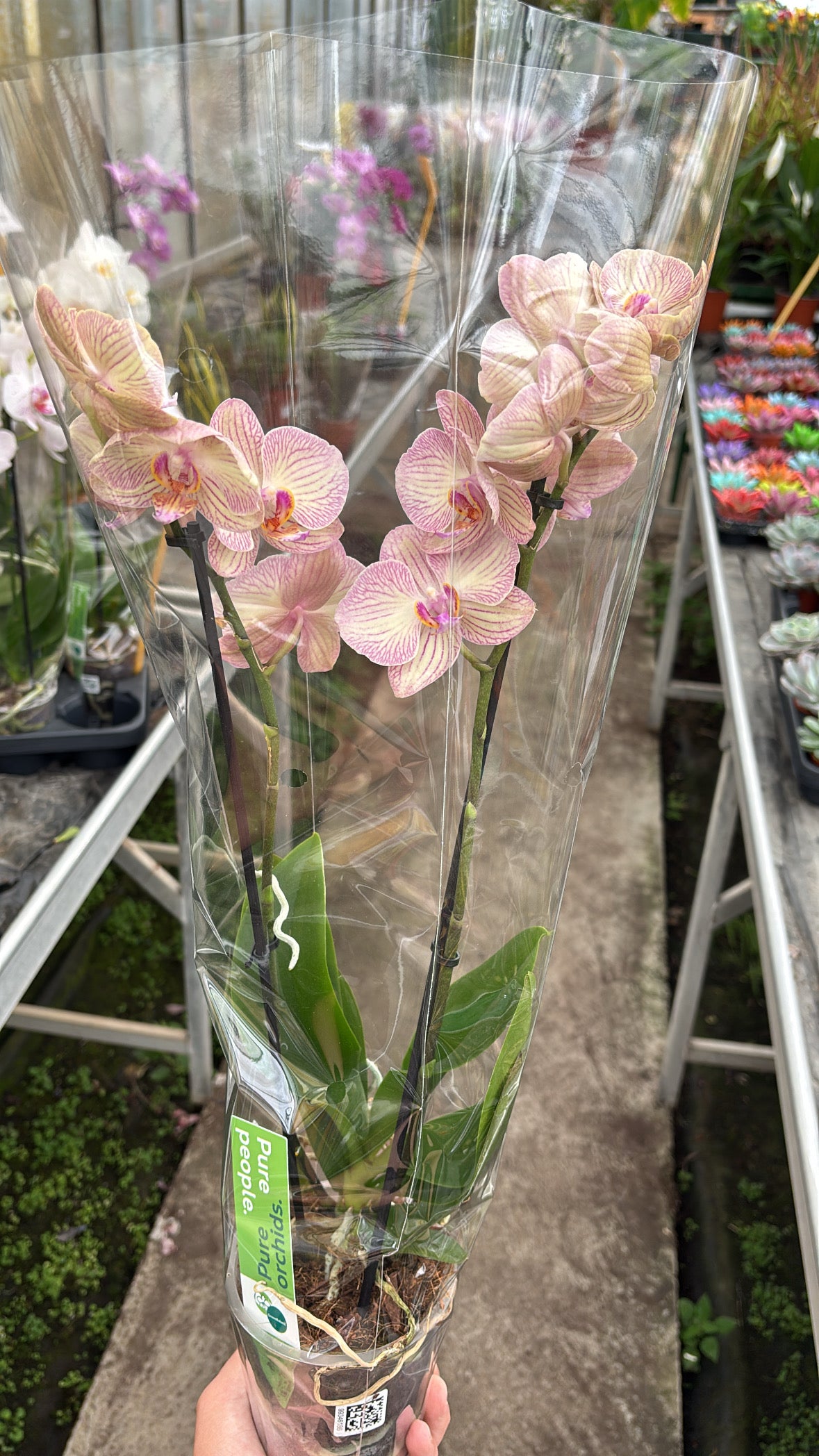Phalaenopsis – 2 branches