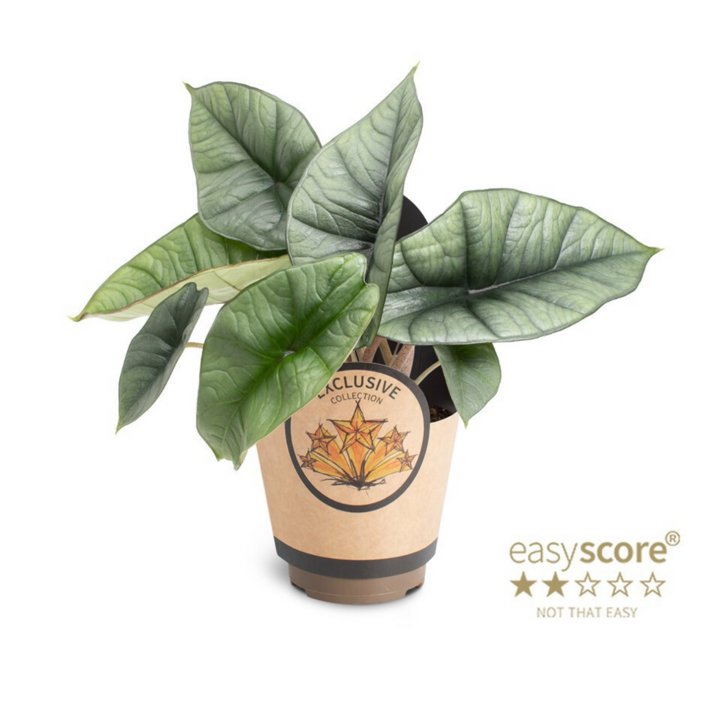 Alocasia Platinum – Pot 11 cm 🌿🩶