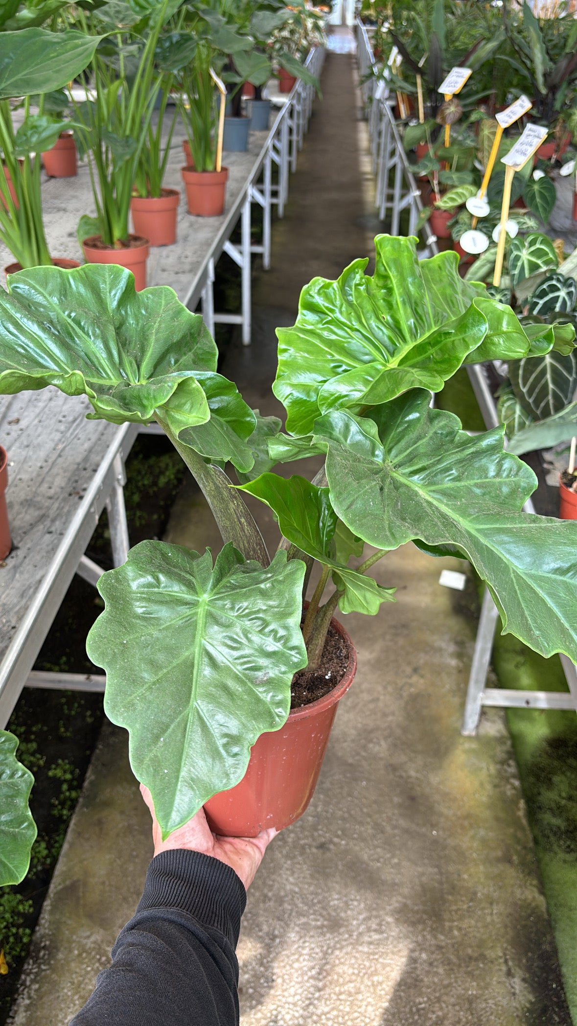 Alocasia ‘Low Rider’ – Pot 17 cm