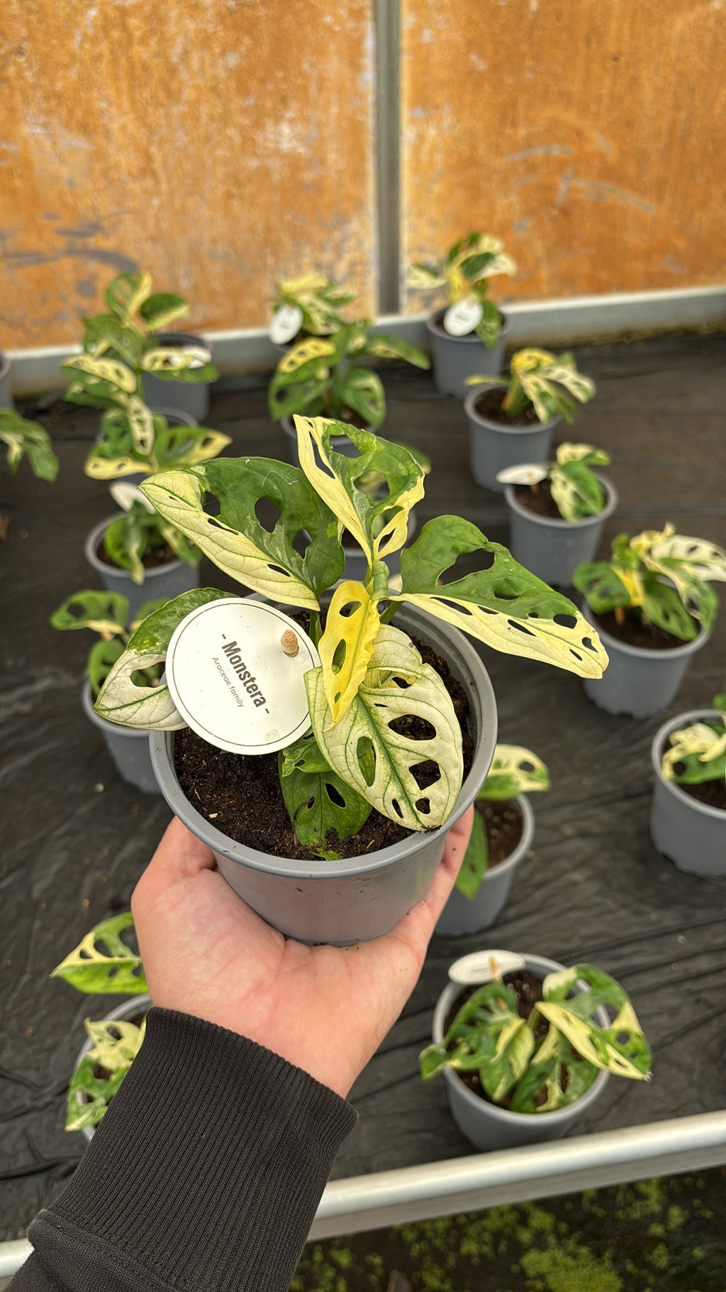 Monstera Adansonii Variegata – Pot 12 cm