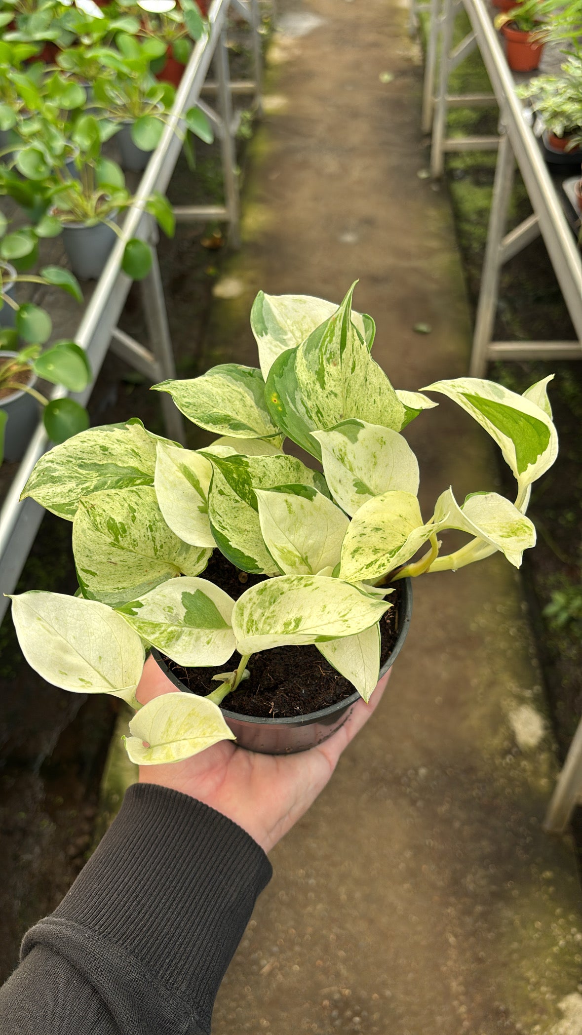 Epipremnum pinnatum ‘Happy Leaf’ pot 12cm
