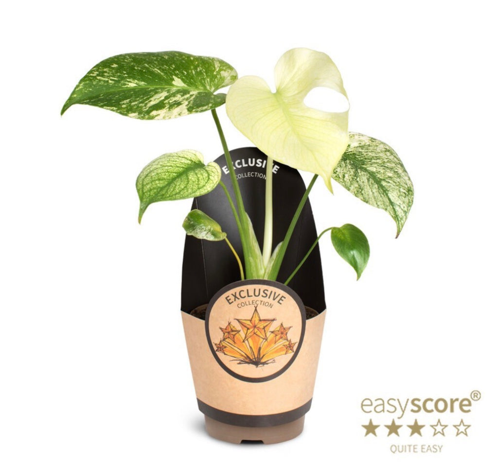 Monstera deliciosa ‘Mint’ – Pot 11 cm 🌿🤍