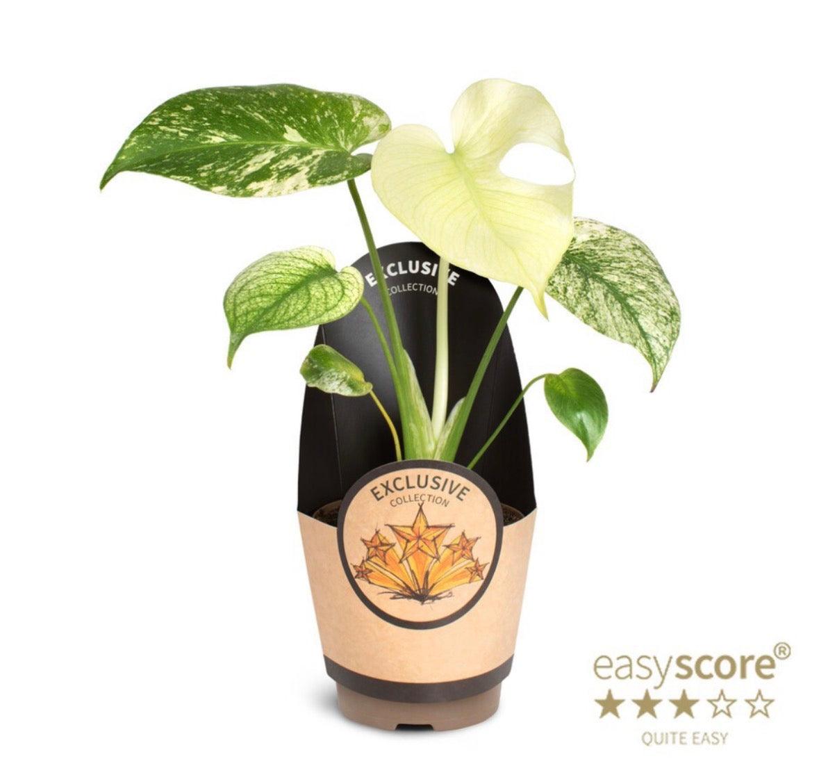 Monstera deliciosa ‘Mint’ – Pot 11 cm 🌿🤍