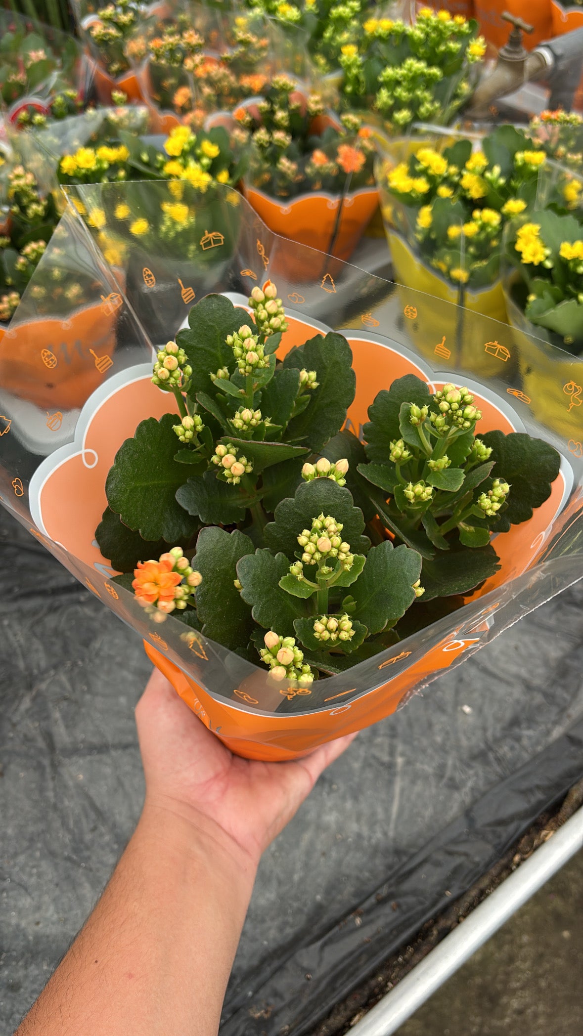 Kalanchoé – Pot 15 cm