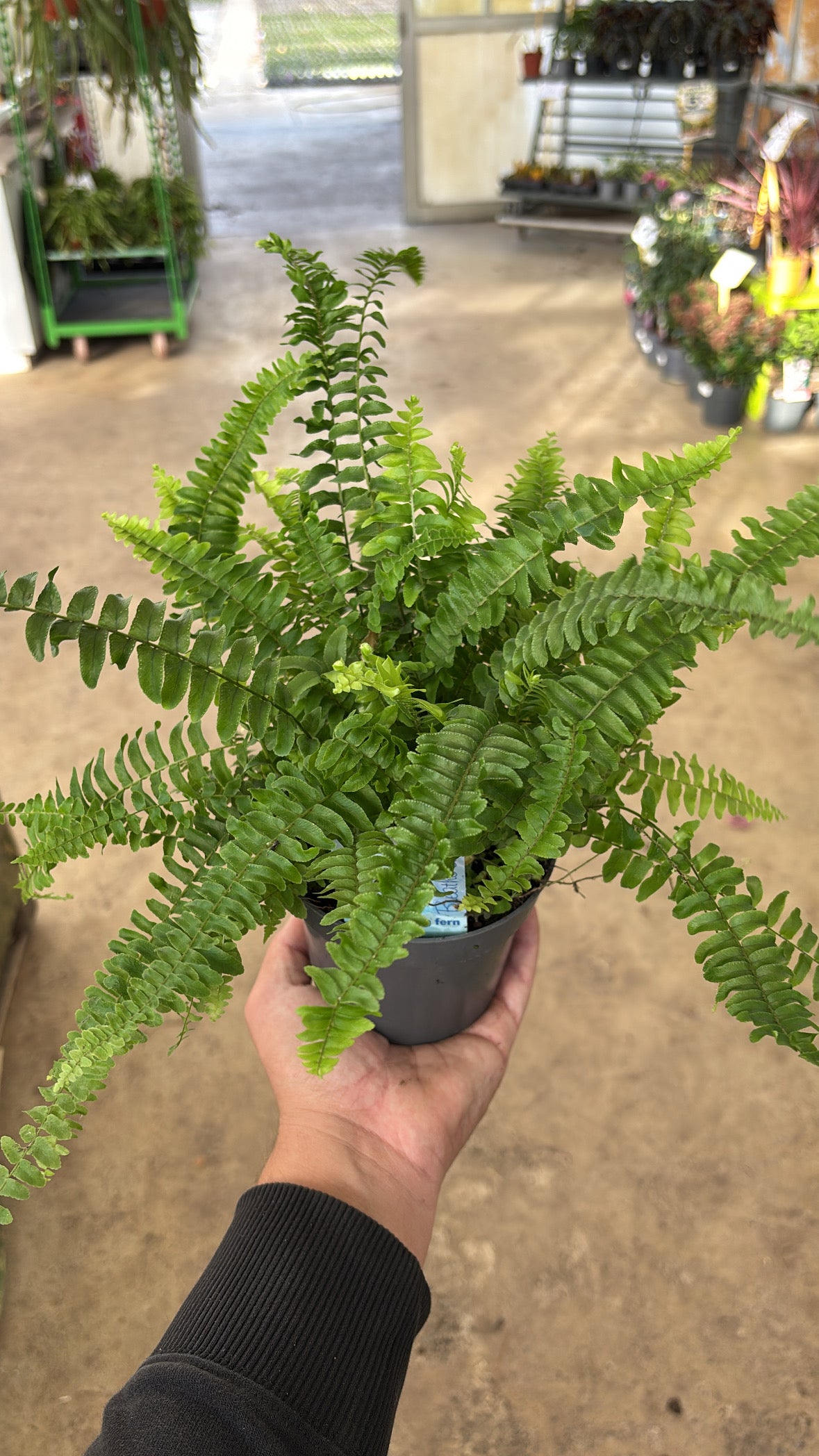 Nephrolepis – Fougère de Boston