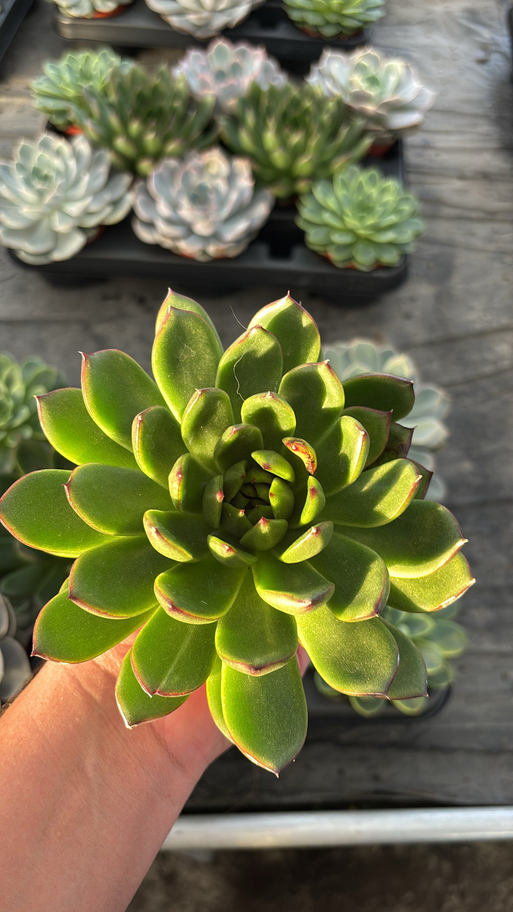 Echeveria – Pot 8 cm