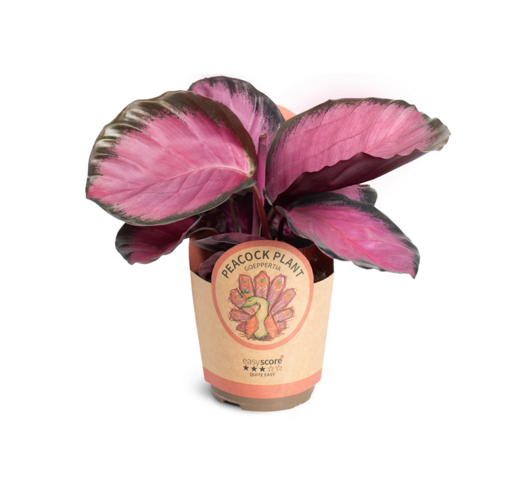 Calathea ‘Rosey’ – Pot 11 cm 🌿💗