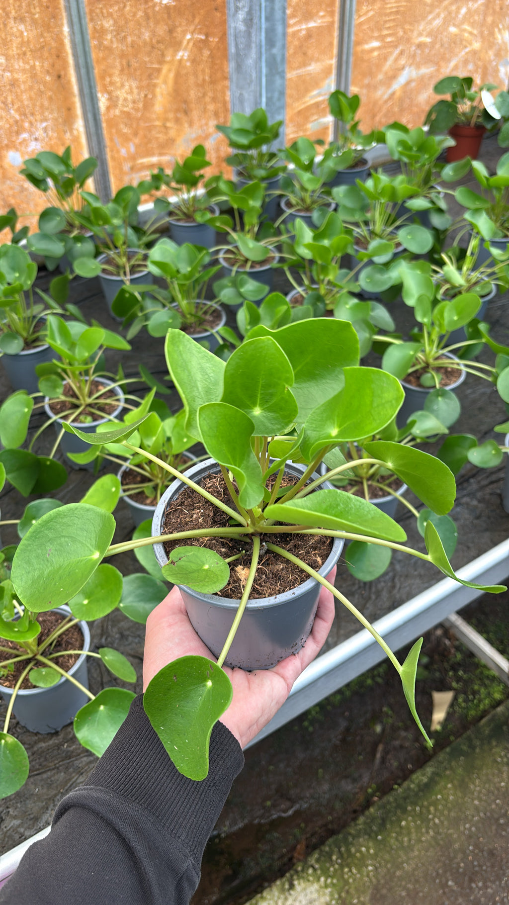 Pilea Peperomioides – Pot 13 cm