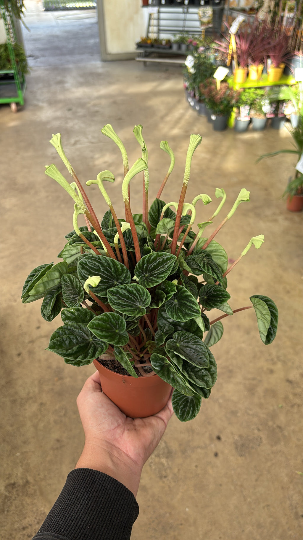 Peperomia caperata – Pot 12 cm