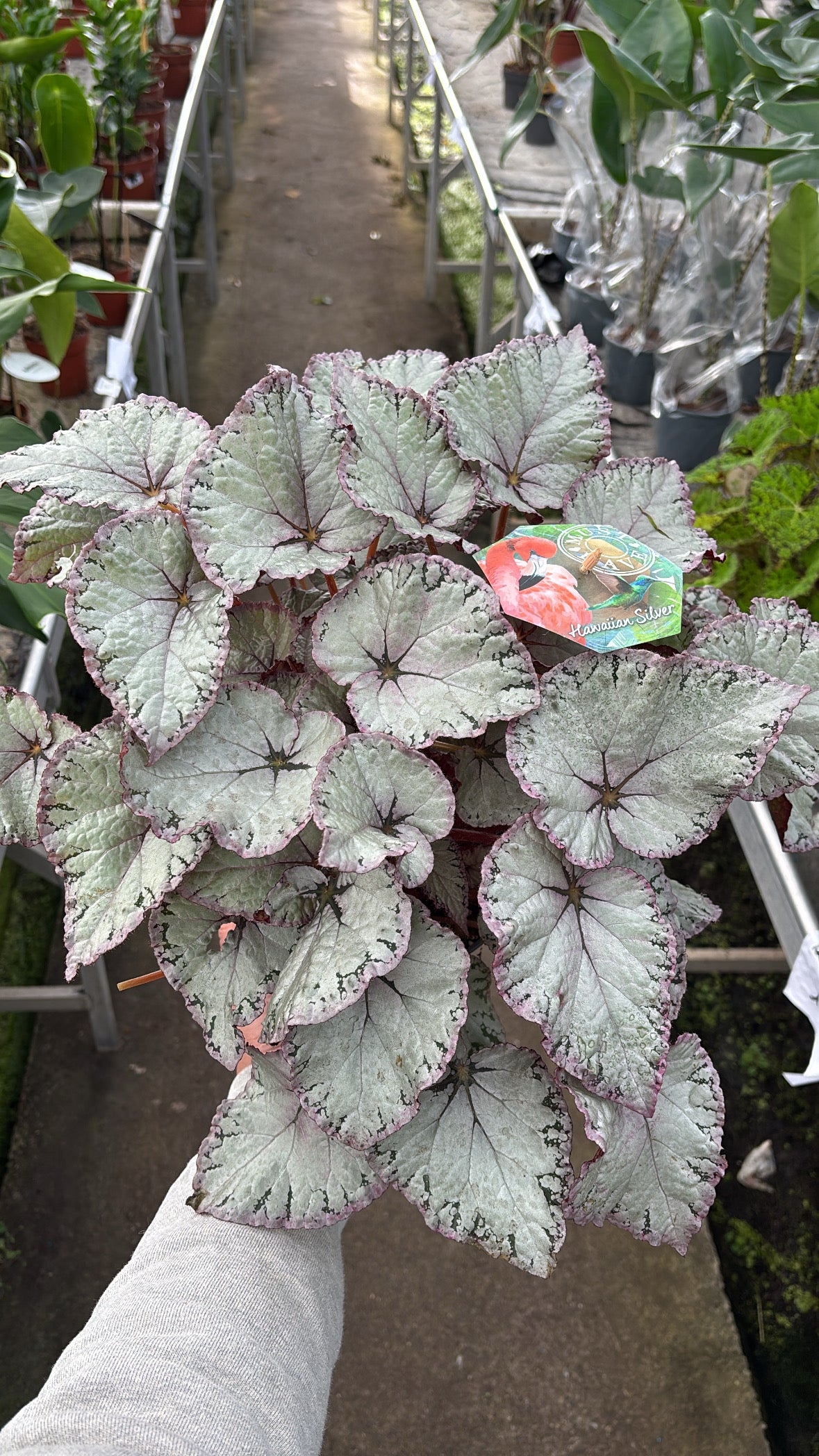 Bégonia Rex ‘Hawaiian Silver’ – Pot 17 cm 🌿✨