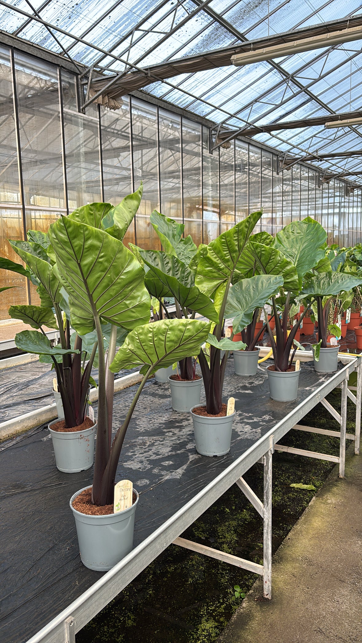 Alocasia ‘Dark Star’ – Pot 21 cm 🌿