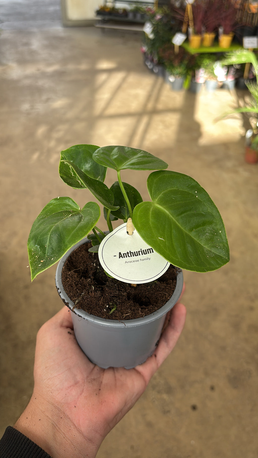 Anthurium veitchii – Pot 10 cm