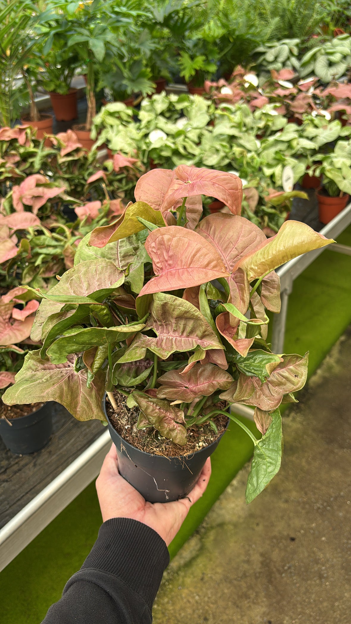 Syngonium Xanthophyllum – Pot 14 cm