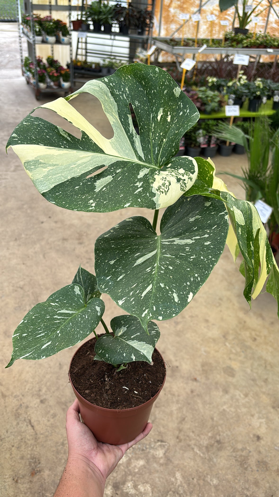 Monstera ‘Thai Constellation’ – Pot 17 cm